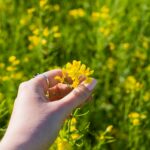 Hand gently holds a yellow flower, showcasing the bloom amidst a lush green field.